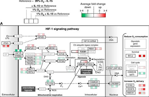 Short Term Hypoxia Synergizes With Interleukin Priming In Driving