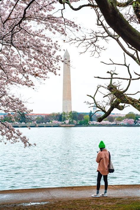 11 Essential Washington DC Cherry Blossoms Tips