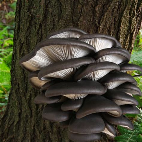 Black Pearl Oyster Pleurotus Ostreatus The Mushroom Network