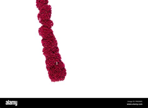 Amaranth Flower On A White Background Isolate Close Up Amaranth