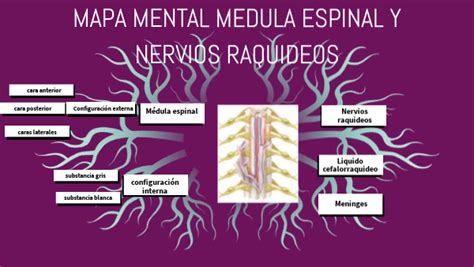 MEDULA ESPINAL Y NERVIOS RAQUIDEOS