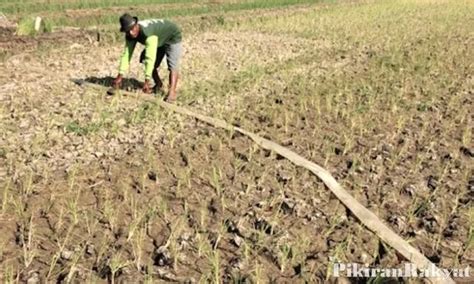 Dampak El Nino Ratusan Hektare Sawah Terancam Gagal Panen