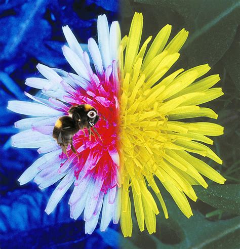 How Did Flowers Evolve To Invite Bees Into Where The Pollen Is With