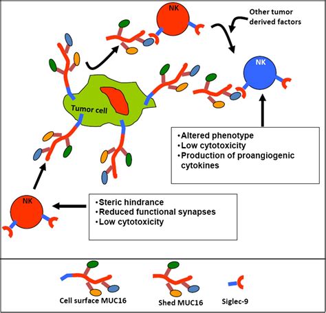 Muc16 Ca125 Tumor Biomarker To Cancer Therapy A Work In Progress