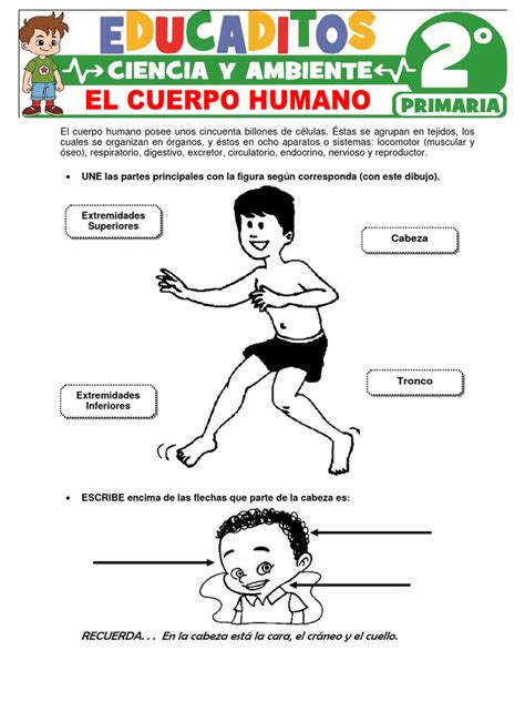 El Cuerpo Humano Para Segundo Grado De Primaria Pdf