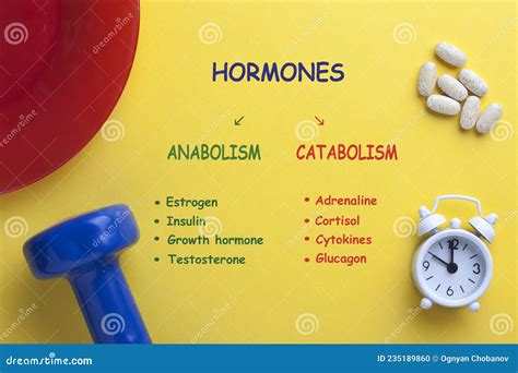 Hormones Anabolism Catabolism Stock Photo - Image of catabolism ...