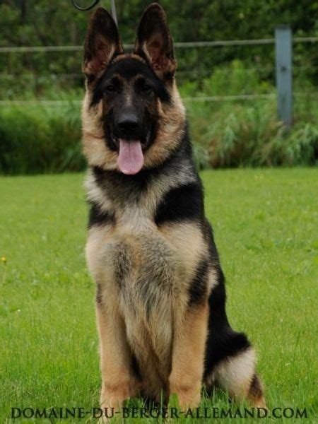 Big Dogs I Love Dogs Dogs And Puppies Cute Dogs German Shepherd