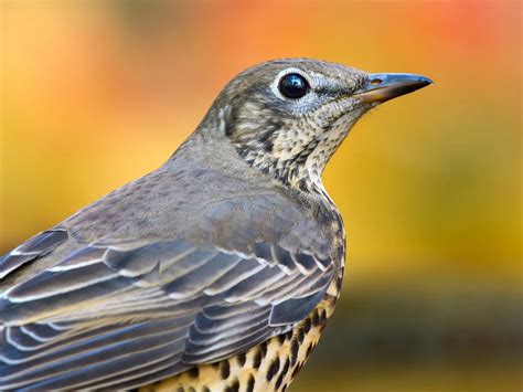 Mistle Thrush Bird Facts Turdus Viscivorus Bird Fact