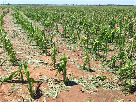 Hail Damage To Crops