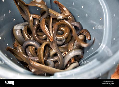 Pacific Lampreys 2017 04 26 Pacific Lampreys Caught In The Fish Ladder