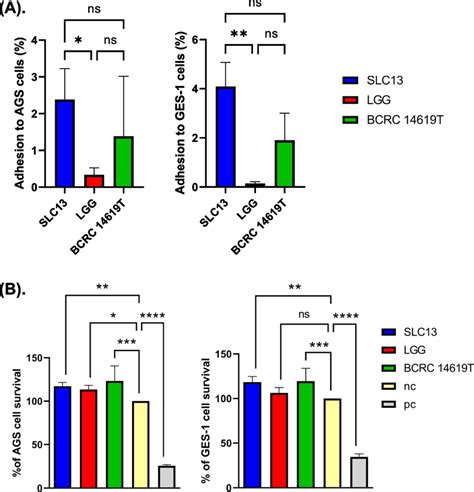 Adhesion And Cytotoxicity Of SLC13 LGG And BCRC 14619 T To AGS And