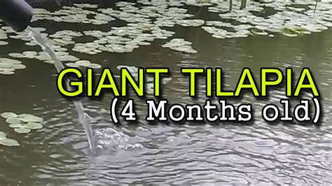 Backyard Tilapia Farmingfeeding 4 Months Old Giant Tilapia Youtube