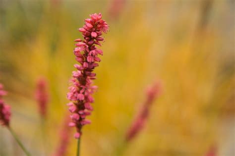 Persicaria Firetail 2272 Scott Weber Flickr