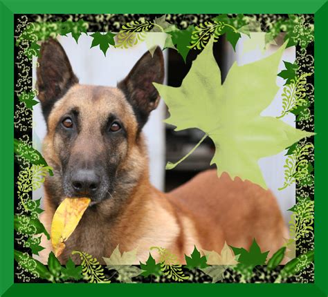 Whisky the dog | This is our dog Whisky with its favourite t… | Flickr