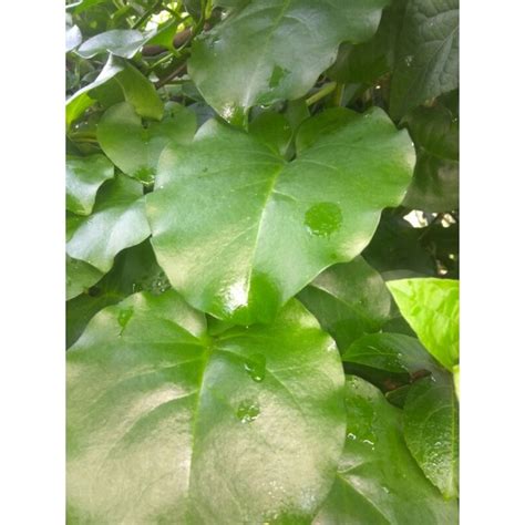 Jual Daun Binahong Fresh Segar Per 1 Kg Shopee Indonesia