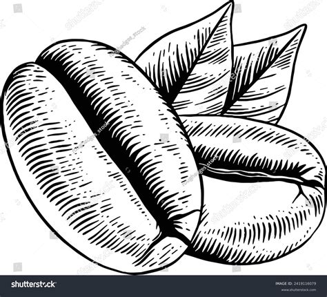 Hand Drawn Coffee Beans Sketch Illustration Stock Vector Royalty Free