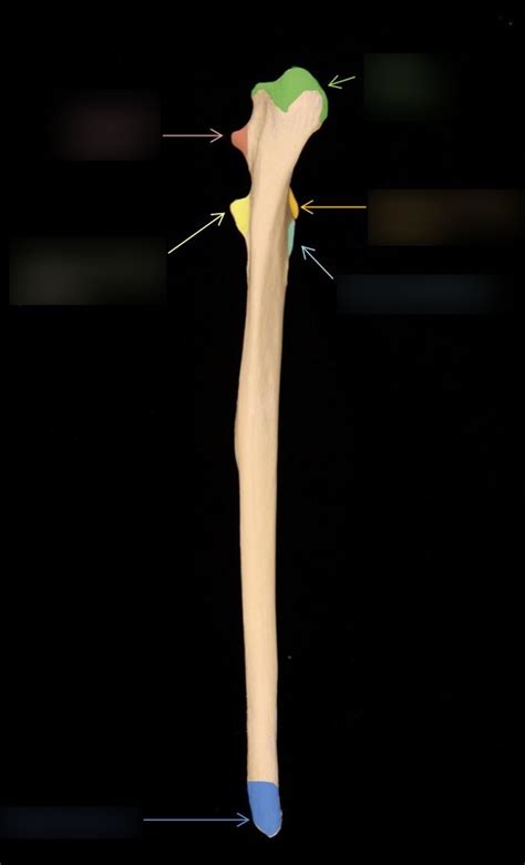 Ulna Caudal Anatomy Diagram Quizlet