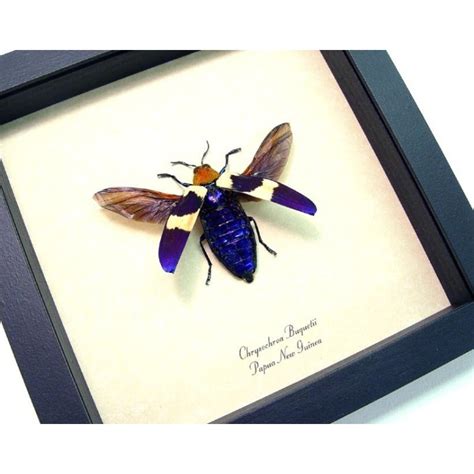 Chrysochroa buquetii rugicollis Flying - Purple Jewel Beetle Framed