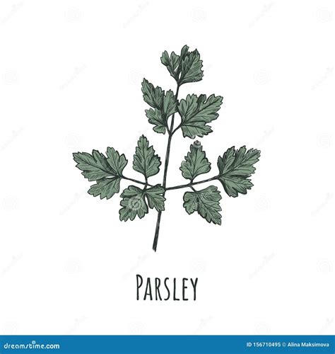 Parsley Drawing