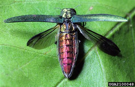 Endangered New Jersey The Attack Of The Emerald Ash Borer