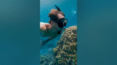 Underwater World Caribbean Vocation New Water Viral Youtube Ytshorts