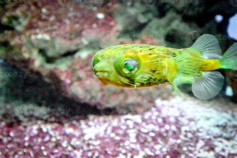 Yellow, Round Puffer Fish Swimming 18904042 Stock Photo at Vecteezy