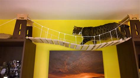 Diy Cat Bridge / DIY Cat Rope Bridge | Rope bridge, Cat diy, Cats - One of our more involved diy ...