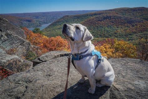 Dog Friendly Hiking Trails In New York Bringfido