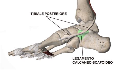 Piede Piatto Dell Adulto Cause E Sintomi Drommi Chirurgia Del Piede