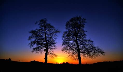 silhouette, Trees, Landscape Wallpapers HD / Desktop and Mobile Backgrounds