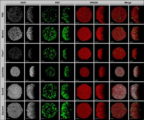 Frontiers Routine Optical Clearing Of 3D Cell Cultures Simplicity