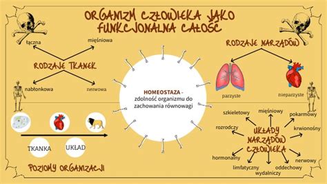 Organizm Cz Owieka Jako Funkcjonalna Ca O