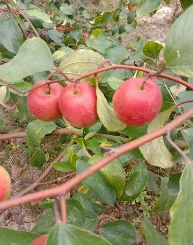 Full Sun Exposure Red Kashmiri Apple Ber Plant For Fruits At Rs 40