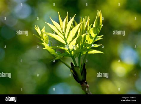 Ash tree leaves hi-res stock photography and images - Alamy