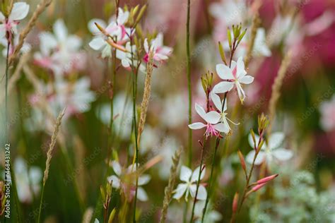 Gaura Lindheimeri ( White gaura) - plant species of the genus Gaura ...