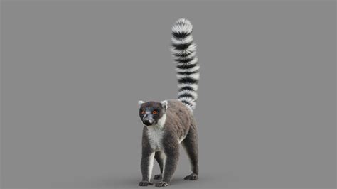 3d Model Ring Tailed Lemur Turbosquid 1773180