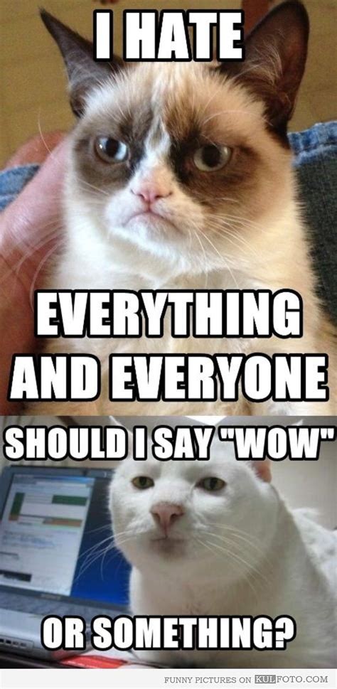 Serious Cat Is Unimpressed Serious Cat Grumpy Cat Quotes Grumpy