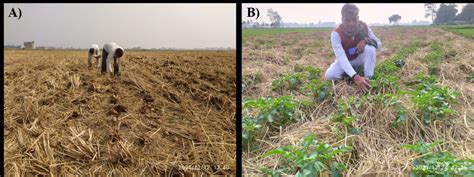 Potato Cultivation Under Zero Tillage And Rice Straw Mulching Pztm