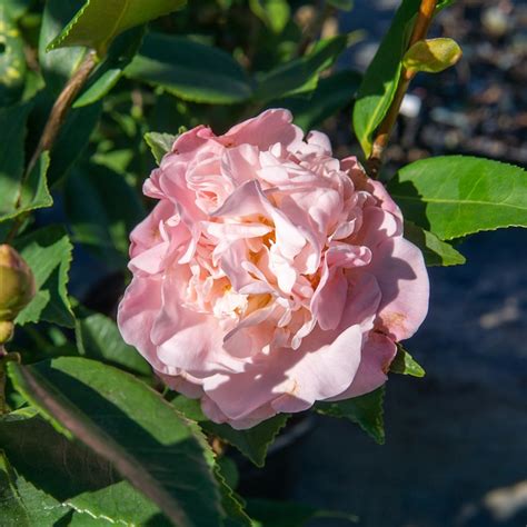 Perfect Plants Pink High Fragrance Camellia Flowering Shrub in 3-Gallon ...