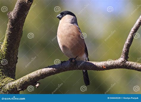 Female Bullfinch Sits On A Branch Stock Photo Image Of Greeting