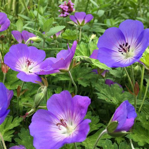 Geranium Rozanne Gerwat Perennial Hardy Plant 9cm Ebay