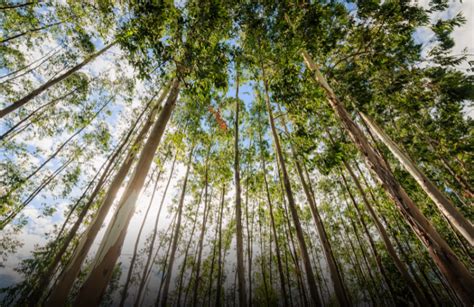 Florestas Plantadas Como O Brasil Une Desenvolvimento E