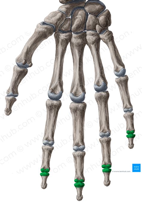 Distal Interphalangeal Joints Of 2nd 5th Fingers 2043 Kenhub Image