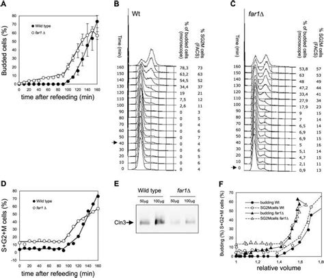 FAR1 Deletion Partially Uncouples Budding And DNA Synthesis And Alters