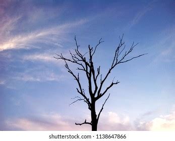 Haggard Tree Photos And Images Shutterstock