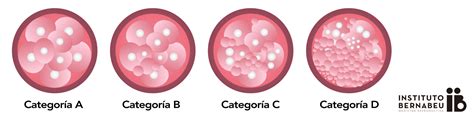 Criterios Para La Clasificaci N De Los Embriones