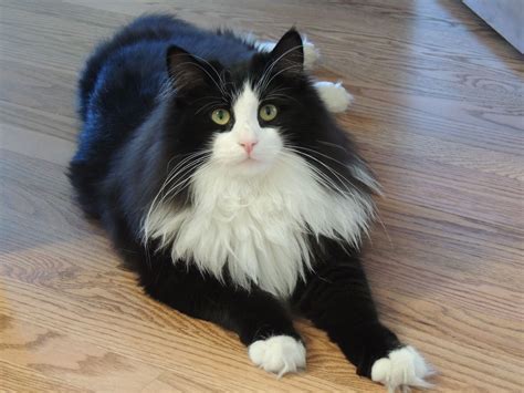 Tuxedo Norwegian Forest Cat