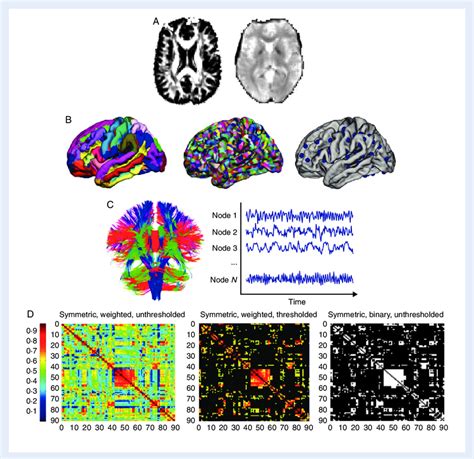 A Maps Of Anatomical Connectivity Can Be Generated With Diffusion Download Scientific Diagram