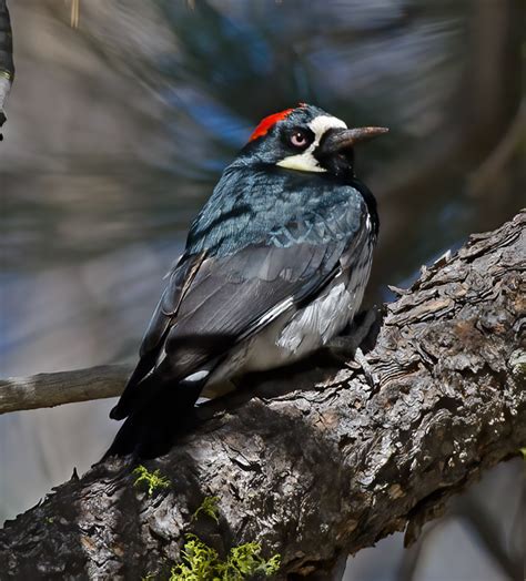 Acorn_Woodpecker_14_CA_004