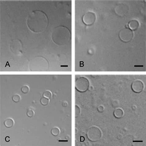 Figure From Formation Of Giant Unilamellar Vesicles From Spin Coated